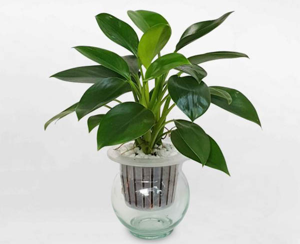 Chăm sóc cây đế vương xanh đúng cách để lá luôn bóng mượt