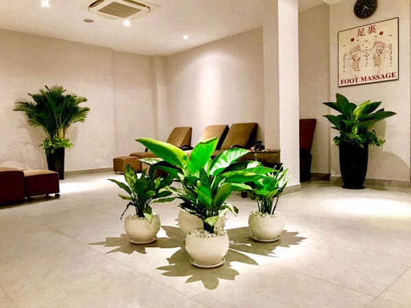 Thiết kế không gian xanh với cây đế vương