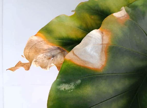 Nhận biết dấu hiệu cây đế vương bị bệnh