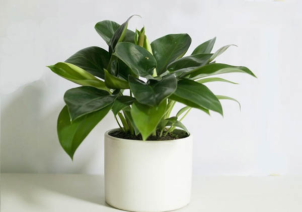 Lợi ích của việc trồng cây đế vương trong nhà