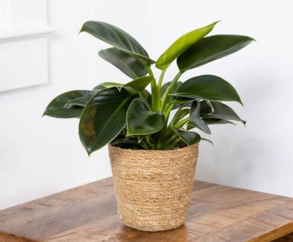 Lựa chọn chậu phù hợp cho cây đế vương