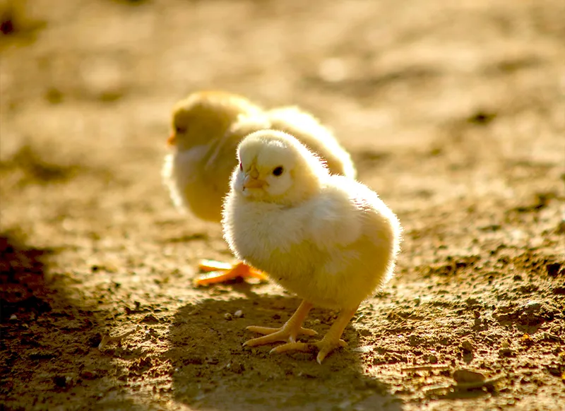 Dinh dưỡng cho gà con từ tuần thứ 2