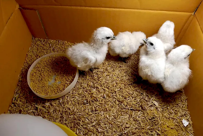 Thời điểm thả vườn cho gà con