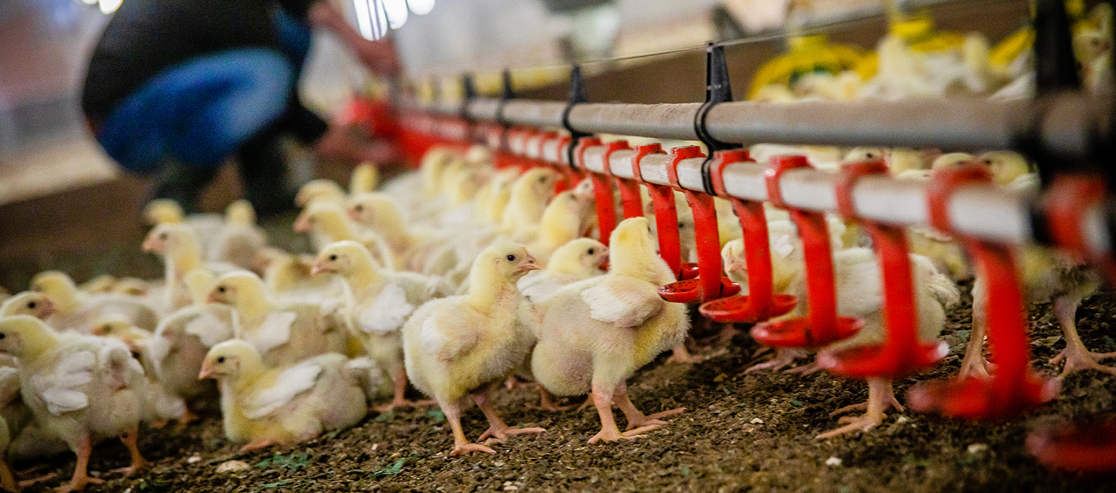 Gà không ăn chỉ uống nước: Nguyên nhân, dấu hiệu nhận biết và giải pháp xử lý hiệu quả