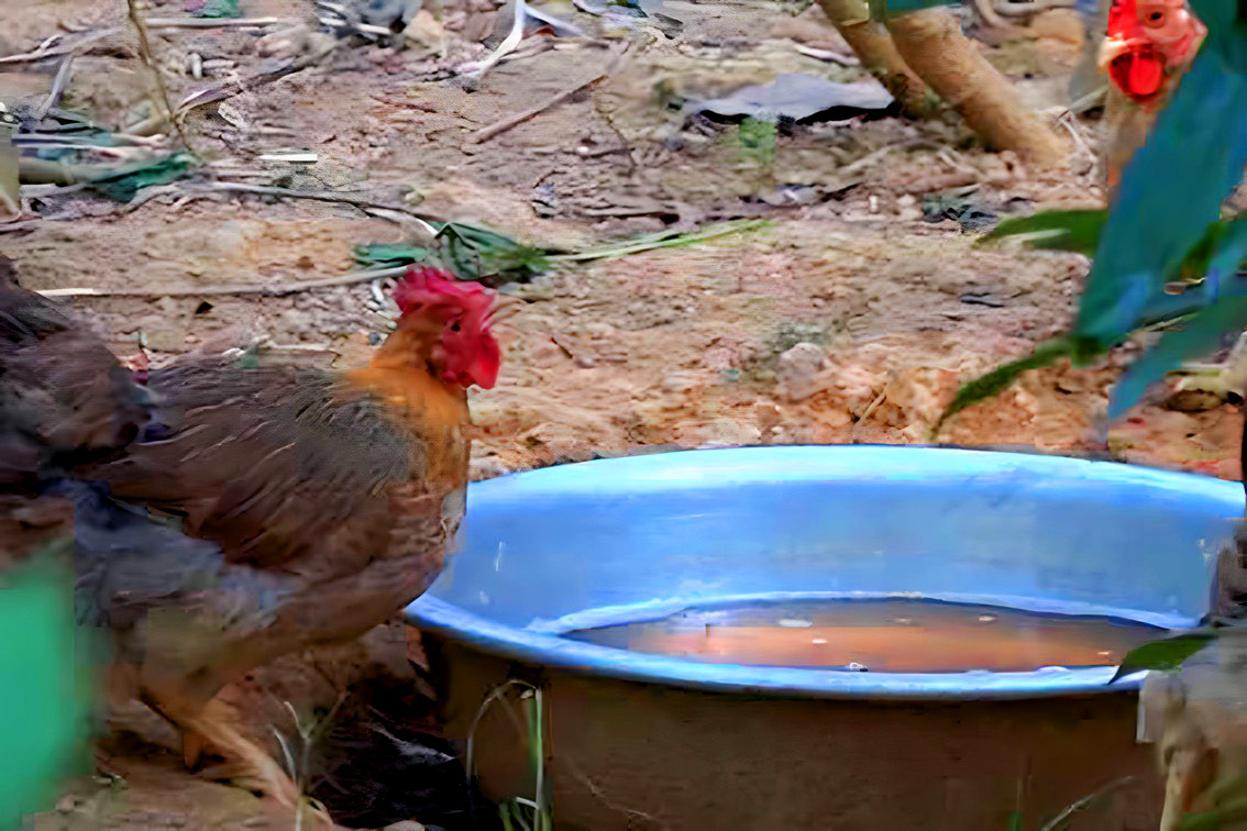 Gà không ăn chỉ uống nước: Nguyên nhân, dấu hiệu nhận biết và giải pháp xử lý hiệu quả